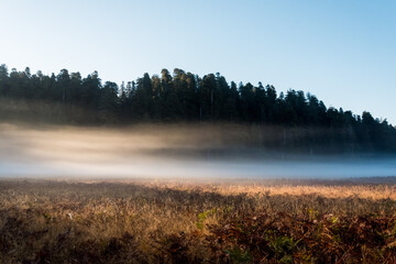 Scenic morning landscape in the Redwoods National Park