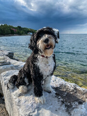 Portuguese Water Dog sitting by the shore at Gore Bay, Manitoulin Island
