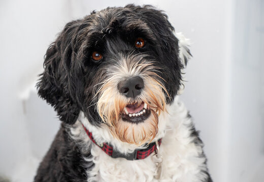 portrait of a black and white Portuguese Water Dog