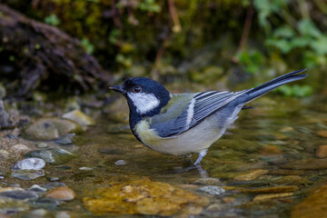 Kohlmeise (Parus major)