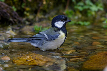 Kohlmeise (Parus major)