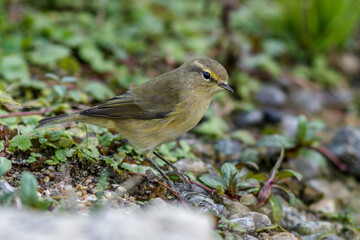 Zilpzalp (Phylloscopus collybita)
