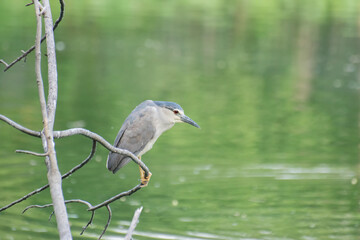 Indian pond heron or paddybird, Ardeola grayii, a small heron,perching on tree beside water. It is found in southern Iran, east Pakistan, India, Burma, Bangladesh and Sri Lanka. Kolkata, India.