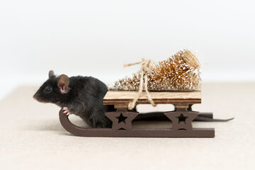 A gray mouse with wooden sleds on which lies a golden Christmas tree. New Year's Concept