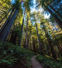 Hiking in between giant Sequoia trees in Redwood National Park