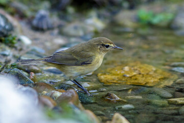 Zilpzalp (Phylloscopus collybita)