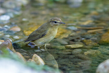 Zilpzalp (Phylloscopus collybita)