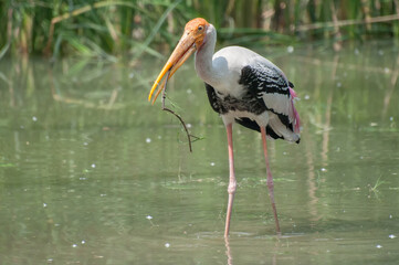 Indian, Painted stork (Ibis leucocephalus) , making nest with grass, Kolkata , West Bengal, India