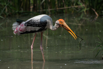 Indian, Painted stork (Ibis leucocephalus) , making nest with grass, Kolkata , West Bengal, India