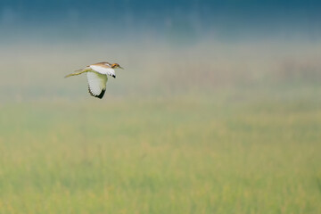 Bird - Median Egret , Egretta intermedia flying in sky