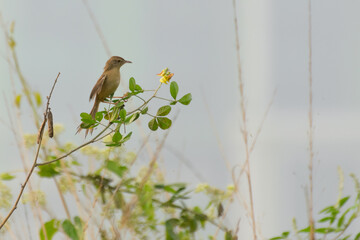 Paddyfield Pipit -Anthus novacseelandiae, sitting on tree, bird image with copyspace