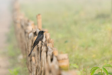Little Pied cormorant (Microcarbo melanoleucos), bird sitting on fence - image with copyspace