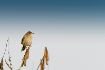 Paddyfield Pipit -Anthus novacseelandiae, sitting on tree, bird image with copyspace
