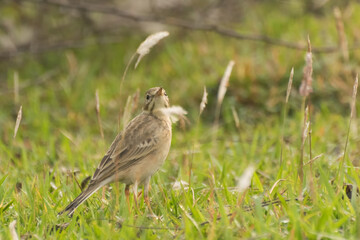 Paddyfield Pipit - Anthus novacseelandiae, sitting on paddyfield