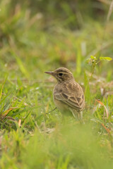 Paddyfield Pipit - Anthus novacseelandiae, sitting on paddyfield