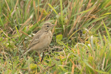 Obraz premium Paddyfield Pipit - Anthus novacseelandiae, sitting on paddyfield