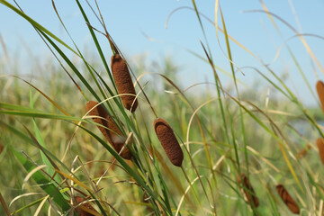 Beautiful reed plants growing outdoors on sunny day