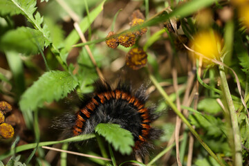 Nahaufnahme der haarigen Raupe, Larve eines Brombeerspinners, Schmetterlings.

