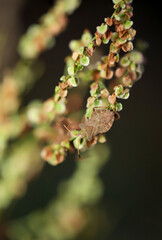 Eine Wanze auf einer Pflanze. Portrait einer Wanze.
