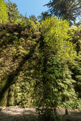 Fototapeta na wymiar Beautiful Fern Canyon at the California west coast, Redwood National Park