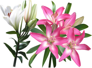 isolated white and pink lilies bunch illustration