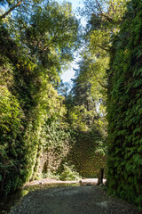 Beautiful Fern Canyon at the California west coast, Redwood National Park