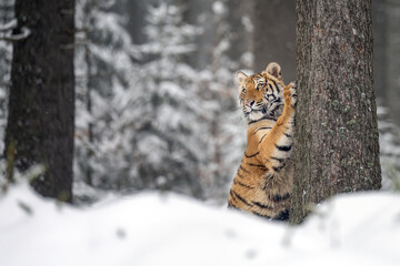 Fototapeta na wymiar The tiger runs on the edge of the forest and enjoys the snow.