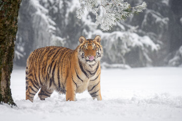 Fototapeta na wymiar The tiger runs on the edge of the forest and enjoys the snow.