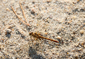 Portrait einer Libelle im Sommer in der freien Natur.
