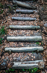 wooden steps at a forest