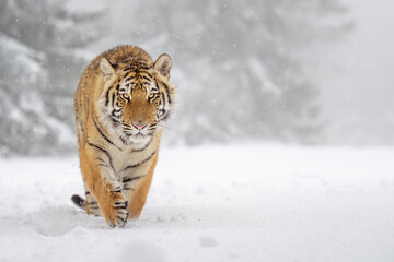 The tiger runs on the edge of the forest and enjoys the snow.