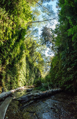Beautiful Fern Canyon at the California west coast, Redwood National Park