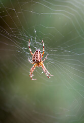 Portrait einer Gartenkreuzspinne in ihrem Netz auf einer Wiese.
