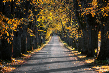 Fototapeta na wymiar Zoom in view of yellow tree alley with asphalt road going through. Sunrise lights up colorful leaves and foliage.