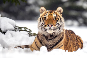 Obraz na płótnie Canvas The tiger runs on the edge of the forest and enjoys the snow.