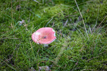 Eine Makroaufnahme eines Pilz im Wald. Essbar, giftig oder nicht genie&szlig;bar?
