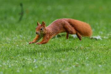 Eichhörnchen (Sciurus vulgaris)