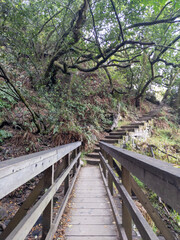 bridge in the forest