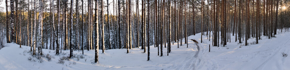 panorama of winter pine forest in snow