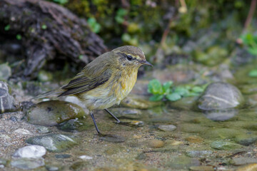 Zilpzalp (Phylloscopus collybita)