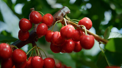 Sour red fruit branch ripening garden tree closeup. Seasonal vitamin concept.