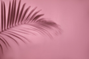Shadow of tropical palm leaf on pink background, space for text