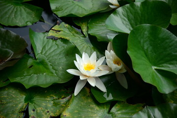 Nymphaea L. 1753, angiosperm plant belonging to the Ninfeaceae family with very large and decorative aquatic flowers.