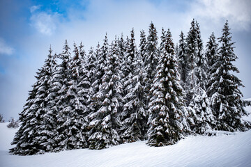 snow covered pine trees with blue sky on the backgrounds