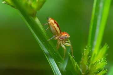 Closeup macro in Hyllus semicupreus Jumping Spider on blue background. Jumping Spider eating flies