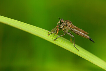 details of the robberfly head