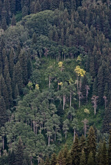 pine forest in the mountains