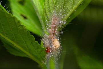Fototapeta premium caterpillar before becoming a butterfly. very itchy if on the skin it causes irritation
