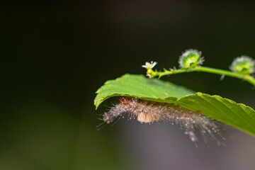 caterpillar before becoming a butterfly.
very itchy if on the skin it causes irritation