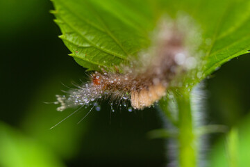 caterpillar before becoming a butterfly.
very itchy if on the skin it causes irritation